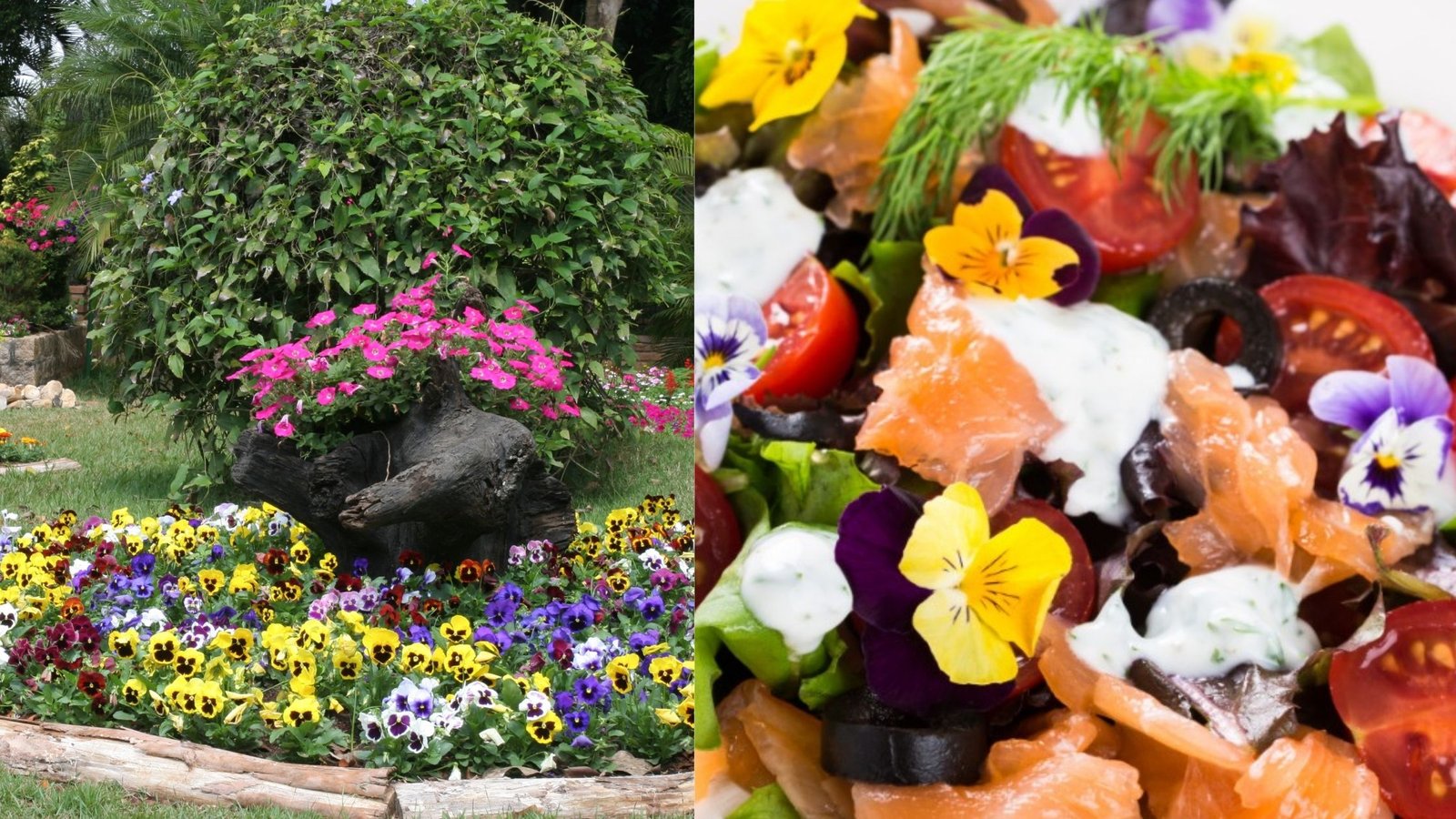 Cultivar flores comestíveis em casa une beleza, gastronomia e “plantoterapia”