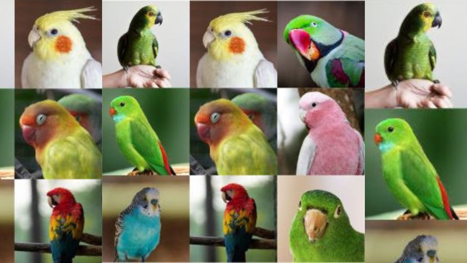 11 dicas para ter aves pet em casa