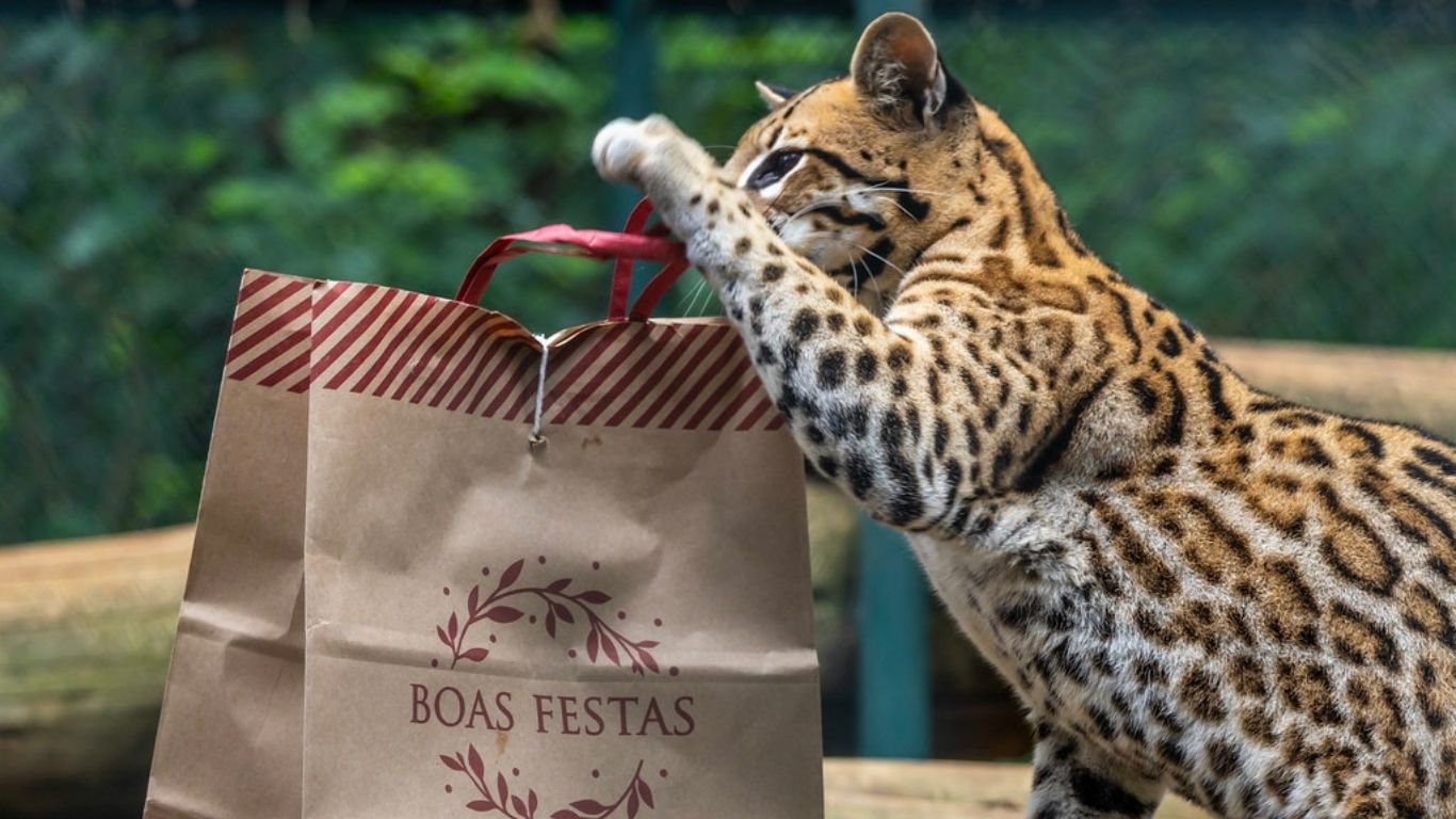 "Zoo São Paulo e Simba Safari espalham alegria neste Natal entre os animais"