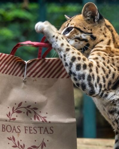 "Zoo São Paulo e Simba Safari espalham alegria neste Natal entre os animais"