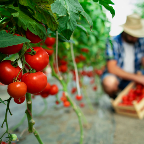 Ajinomoto® Fertilizantes: 7 motivos para usar aminoácidos no manejo da cultura de tomate